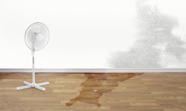 Best Water damage contractors near me  in Johnson City, NY
