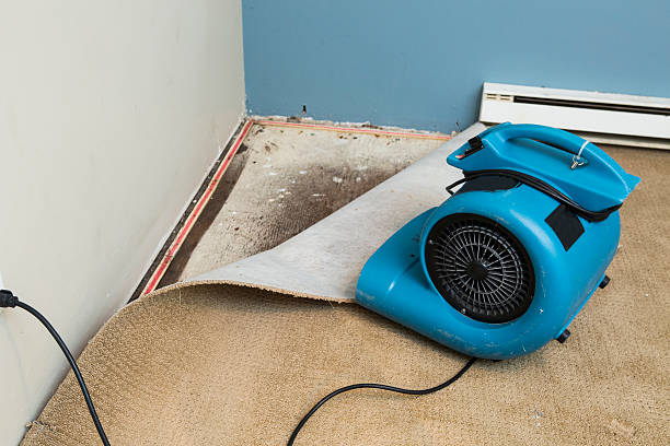 Best Professional water damage repair  in Johnson City, NY